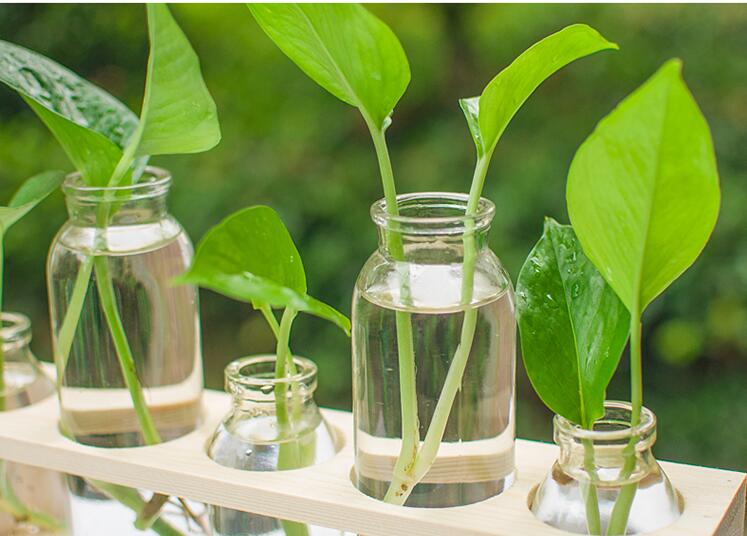 Glass Hydroponic Vase with Wooden Base